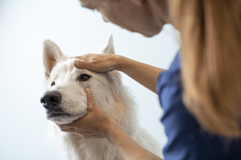 Veterinary Neurology Position AniCura Medisch Centrum voor Dieren image