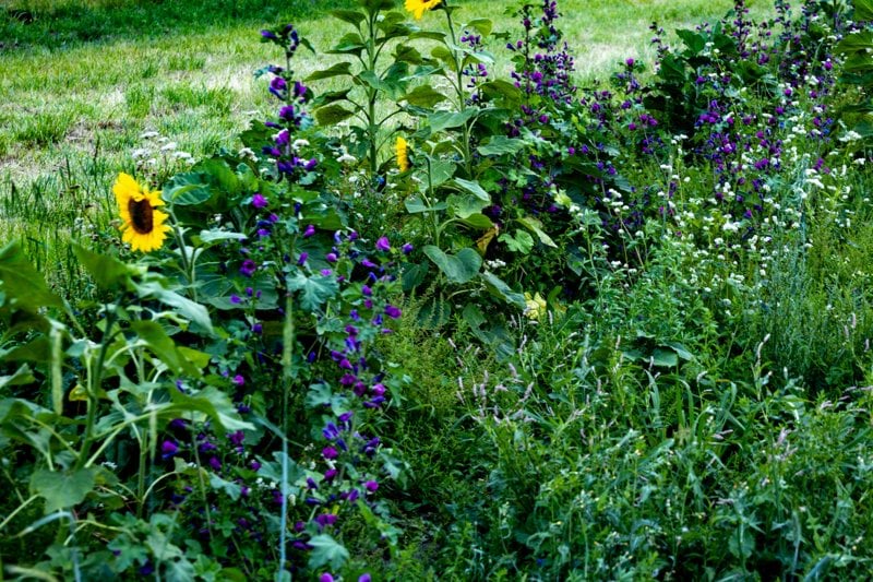 Trädgårdslärare yrkesvux Torslunda Öland image