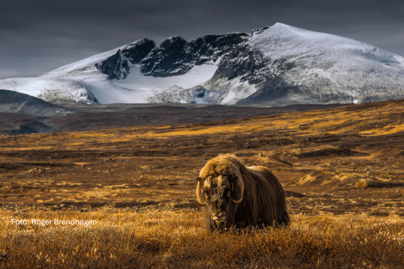 Er du en driftig rørlegger ? Nå kan du bli medeier i egen VVS-forretning image