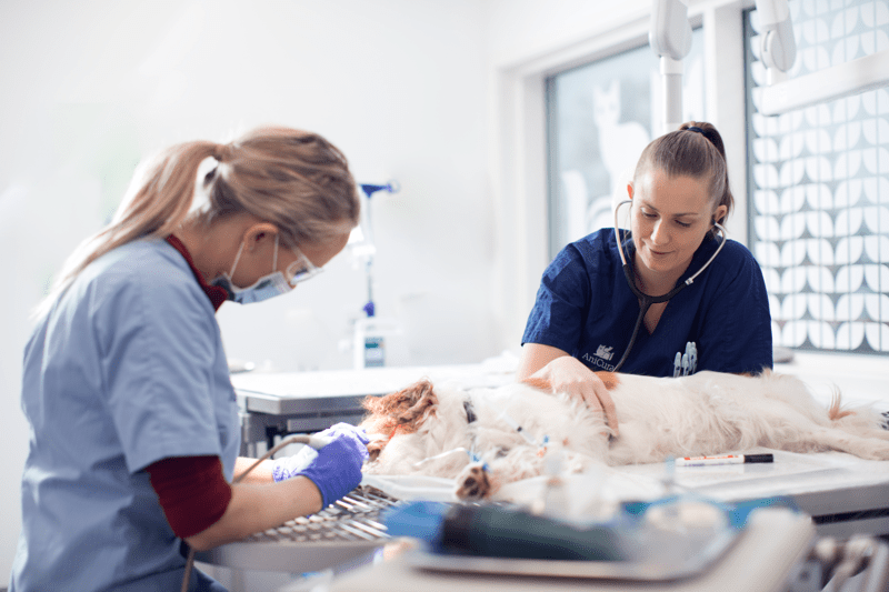Tierärzt:in (m/w/d) mit Schwerpunkt auf Zahntierheilkunde image