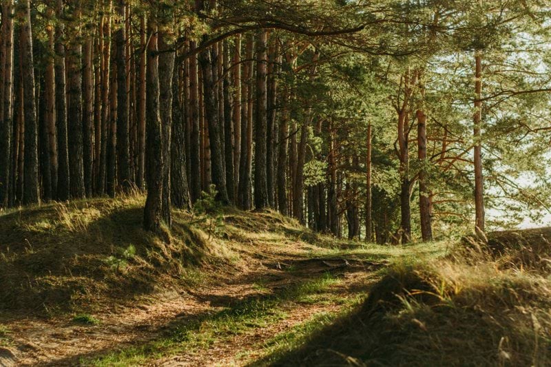 Virkesköpare image