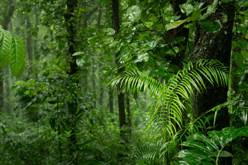 Senior QA Engineer / Full-stack Developer - NbS Standard image