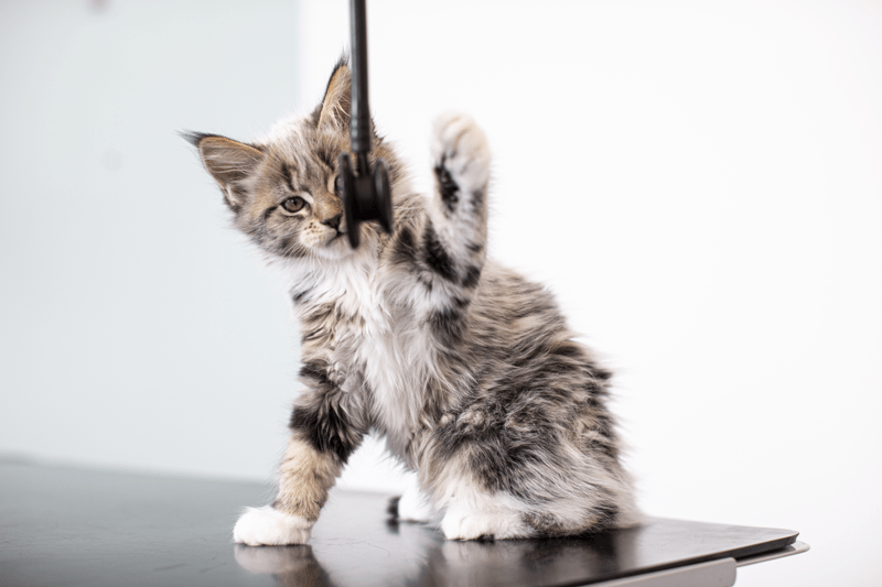 TF Veterinär till AniCura Regiondjursjukhuset Bagarmossen sommaren 2026 image