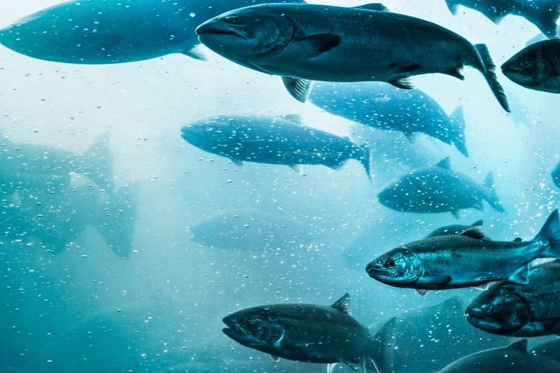 1814 Salmon søker Teknisk Leder image