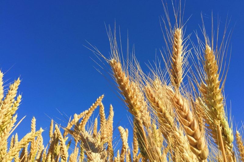 Senior Commodity Trader at Biomass.dk a part of E.ON image