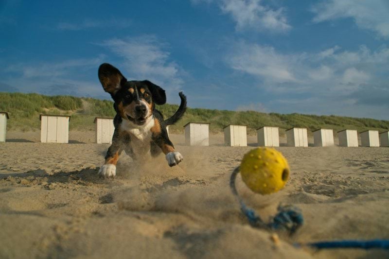 Product Sales Specialist - Pet Health - Remote image