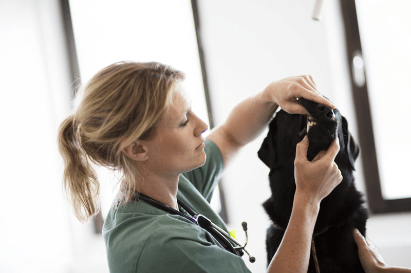 Veterinär med intresse för odontologi till AniCura Gärdet Djurklinik image