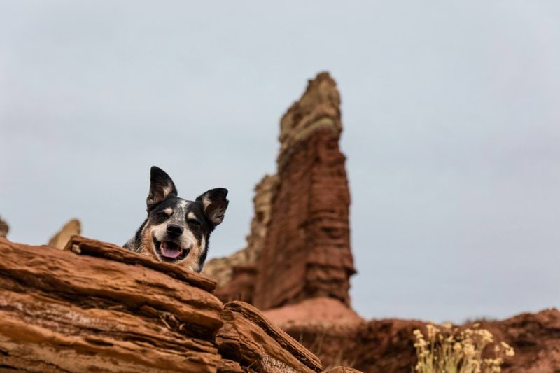 Product Sales Specialist - Pet Health - Remote image