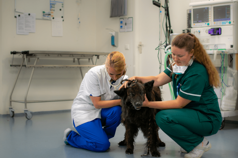 Vacature Paraveterinair AniCura Dierenartsenpost Zwolle image