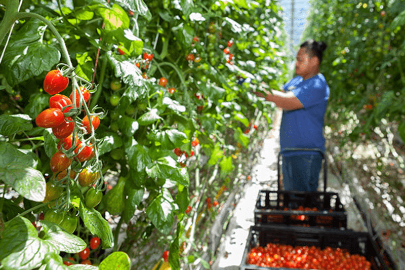 Grounds Person & Roof Washer image