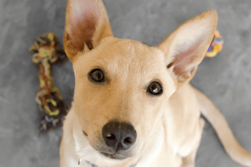 Veterinario Generalista : image