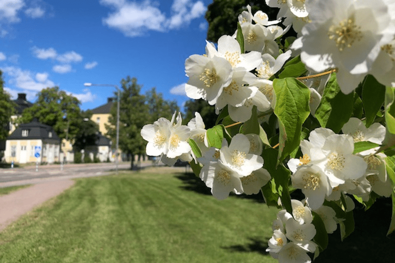 Fastighetsskötare till Viken Park image