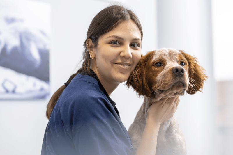 Sommarvikariat TF Djursjukskötare - Västra Djursjukhuset image