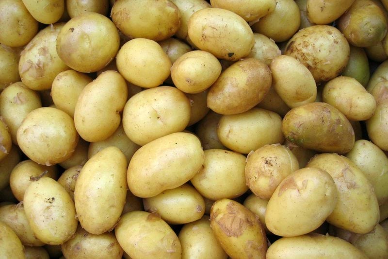 MTK Keski-Pohjanmaa: Hankepäällikkö image