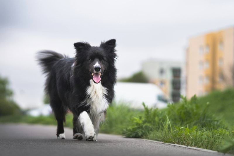 Legitimerad veterinär till Skövde Djurklinik image