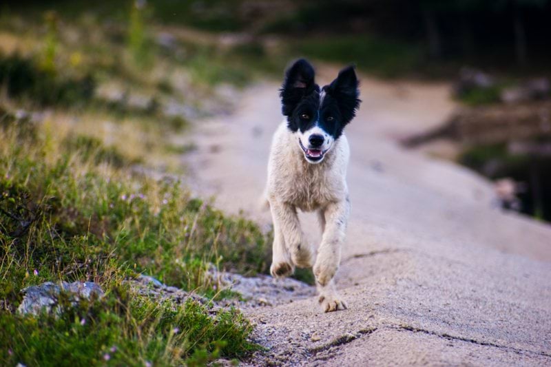 Veterinär till Vetlanda Djurklinik image