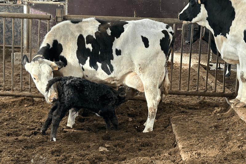 Maitomarkki Oy: Karjanhoitaja image