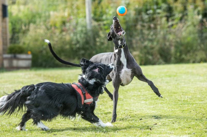 Sales Recovery Specialist - Pet Health - Remote image
