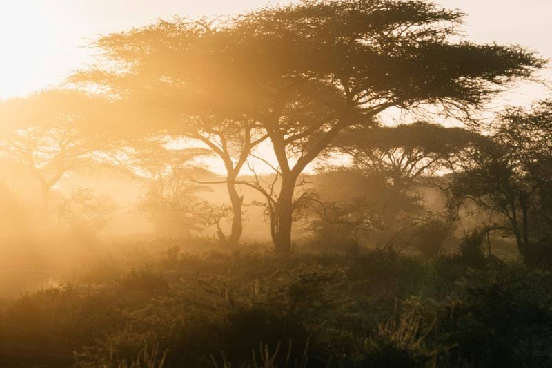 Golden light illuminates trees in a hazy landscape.