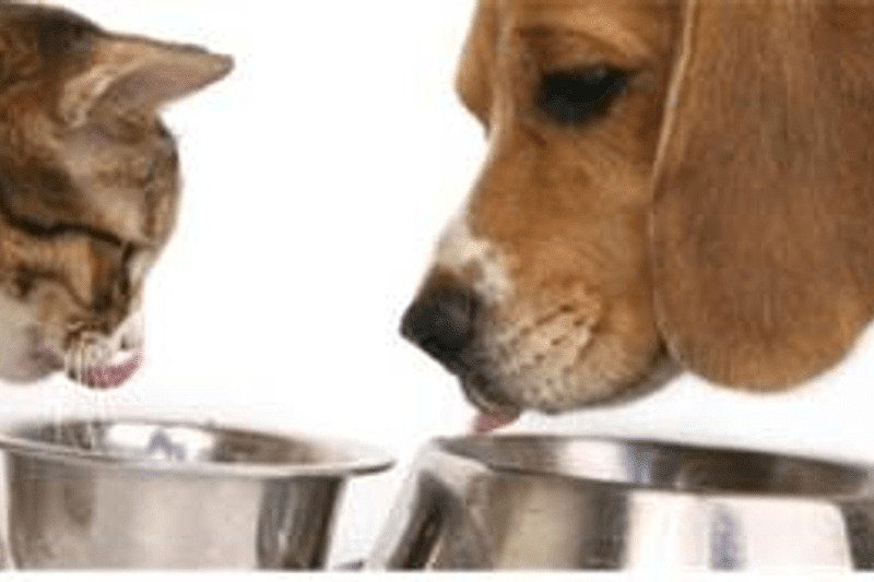 Commercial manager Feed & Petfood F/H image