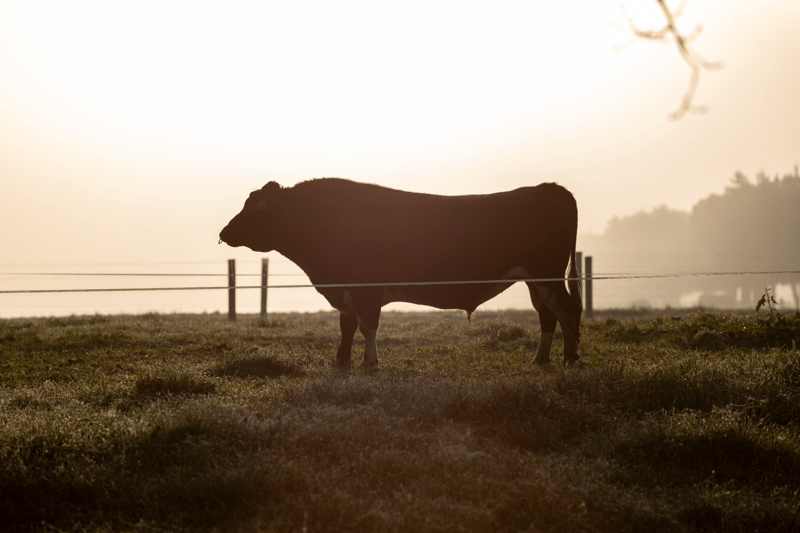 Delivery Drivers – Artificial Breeding (Seasonal) image