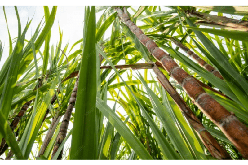Chef d'équipe d'exploitation agricole irrigation (H/F) - CDI image