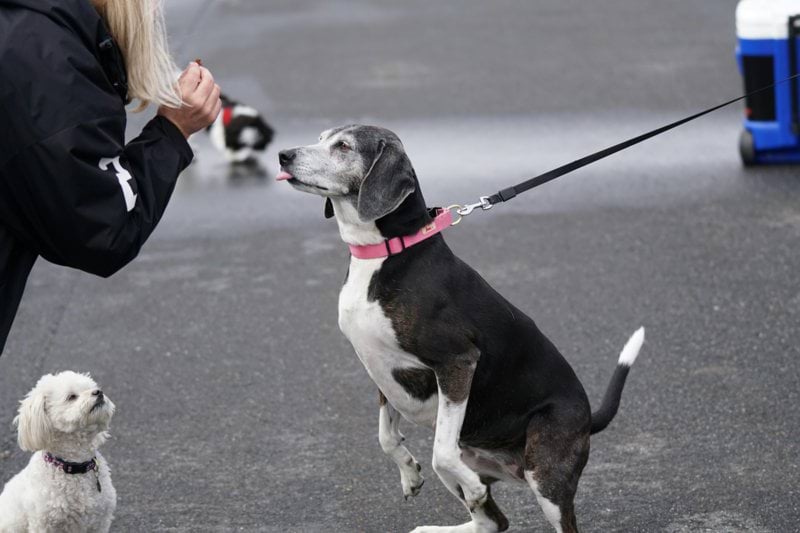 Animal Caretaker Supervisor image