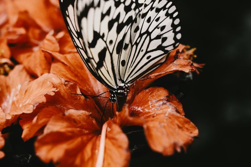 Brukerstyrt personlig assistent (BPA) søkes – Trondheim image
