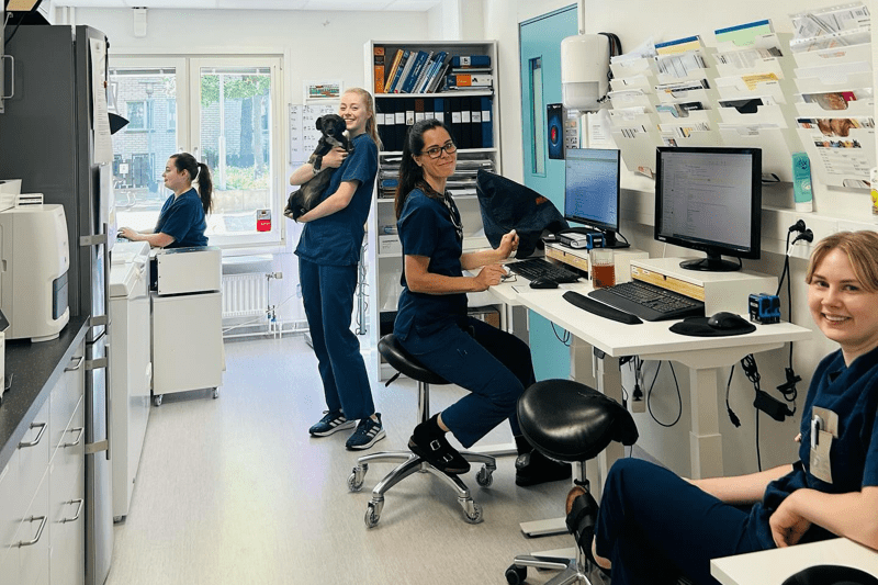Veterinär till Södermalms Veterinärklinik image