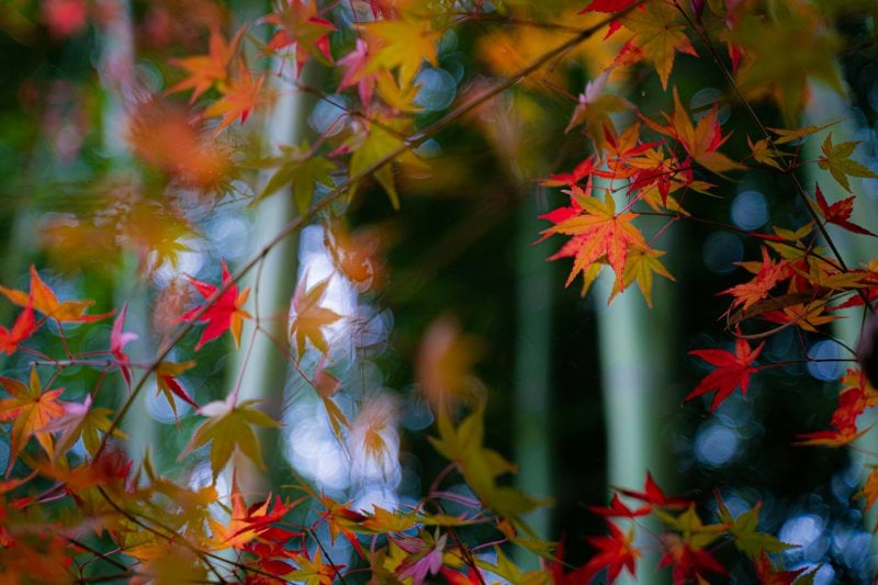 Marketing and Communications Manager, Japan image