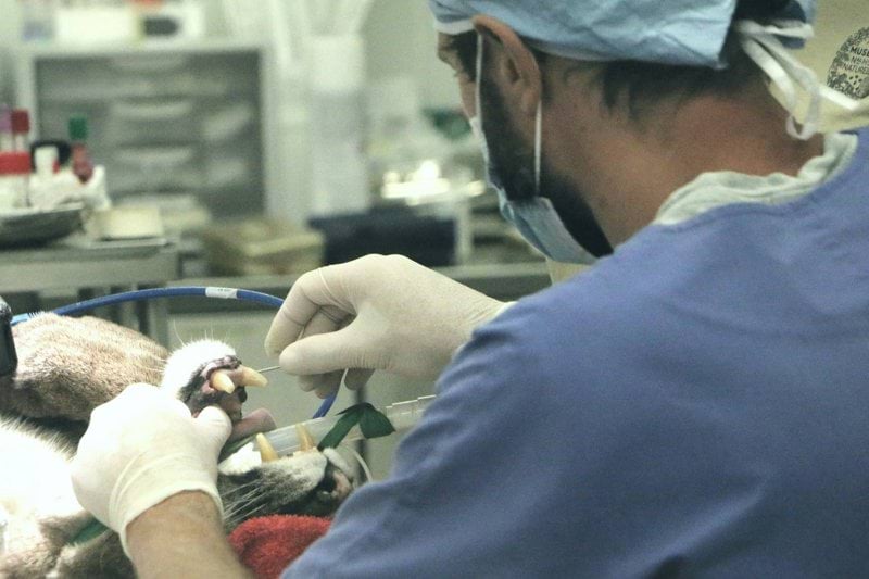 Docente Experto/a en IVC en puntos de frontera image