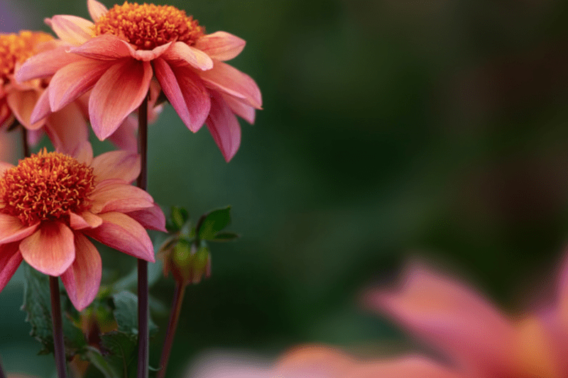 Butikssäljare till bemanningspool - Blomsterlandet, Kalmar image