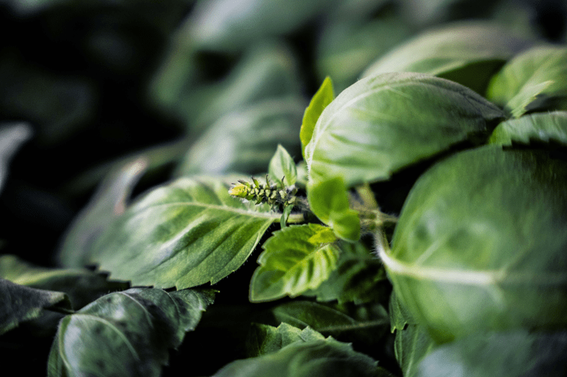 KVALITETSCHEF TILL LJUSGÅRDA - SUPERNORMAL GREENS image