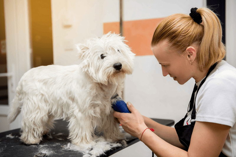 Peluquera/o Canino - Centro Veterinario Henares image