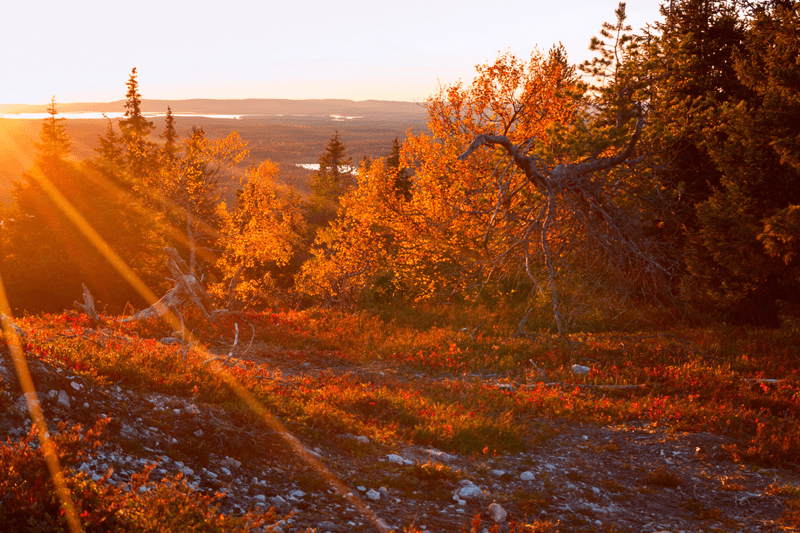 Lääkäri - koe taianomainen Sodankylä! image
