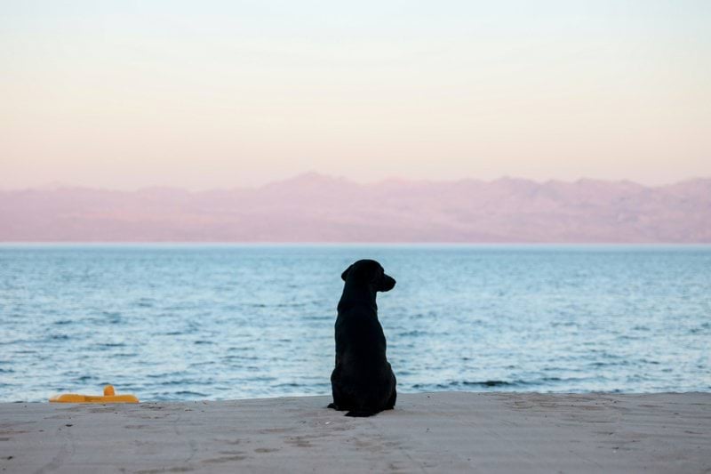 Product Sales Specialist - Pet Health - Remote image