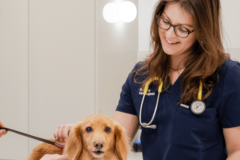 Lead Veterinary Surgeon image
