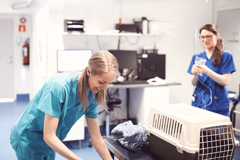 Sommervikariat for student image