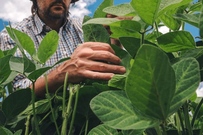 Técnico agricola image