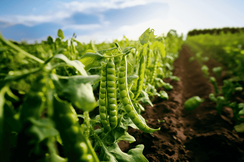 Key Account Manager Pea Protein to Lantmännen Biorefineries image