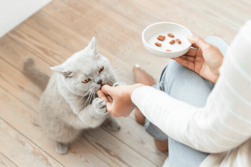 Quality Lead Wet Petfood image