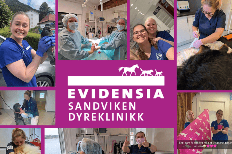 Veterinær i 100% vikariatstilling, med mulighet for fast ansettelse image