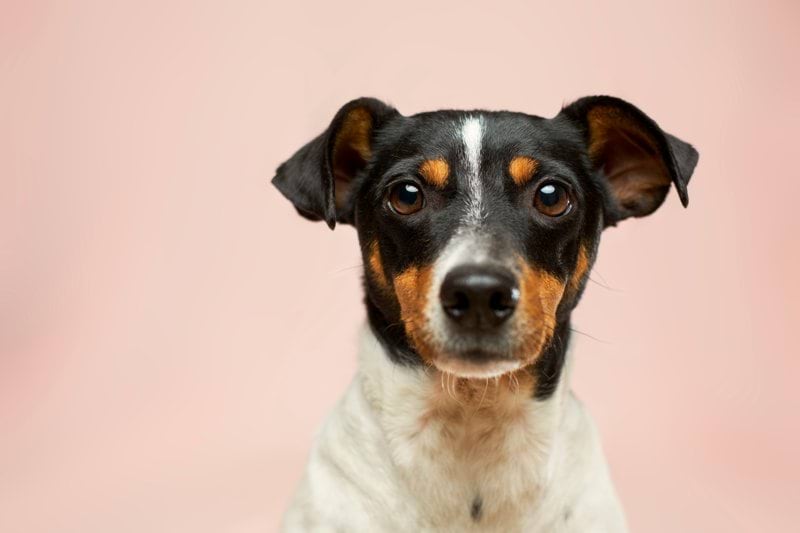 ON RECRUTE DES VETERINAIRES - PAS-DE-CALAIS (H/F) image
