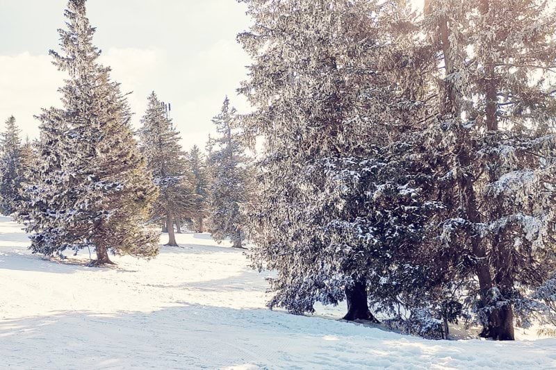 Vikariat som skyddsassistent till Skyddat boende image