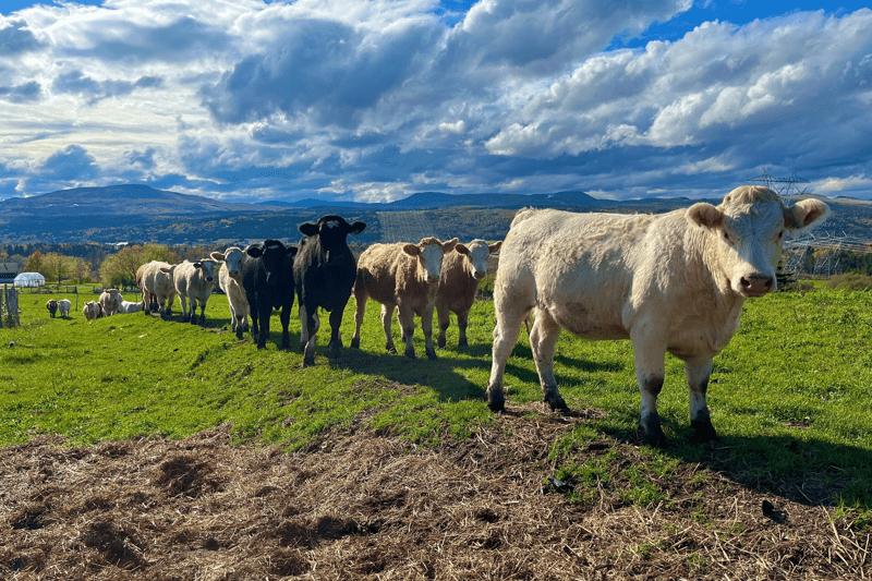 Ouvrier(ère) agricole production bovine image