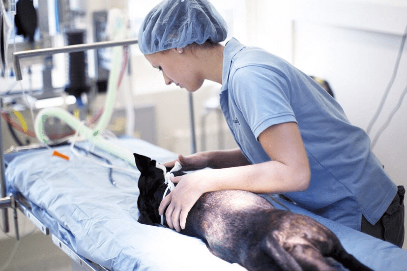 Auxiliaire spécialisée Vétérinaire (ASV) Bloc - CDD temps plein - H/F image