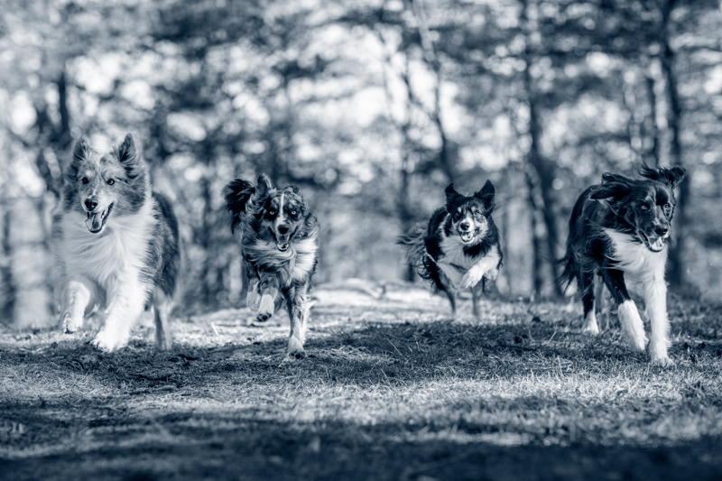 Vacature Poetshulp - Dierenartsencentrum Malpertuus image