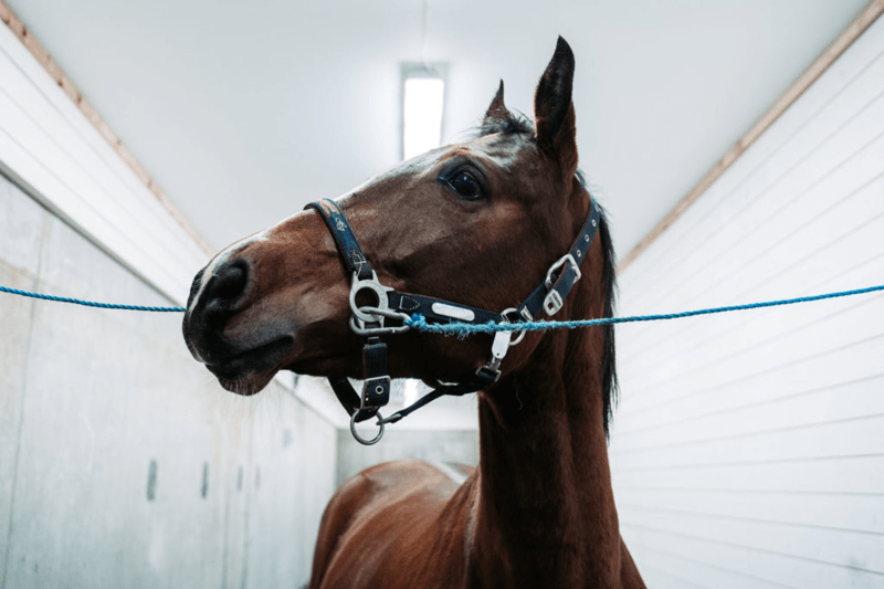 EMPET Jarlsberg Hesteklinikk søker etter veterinær image