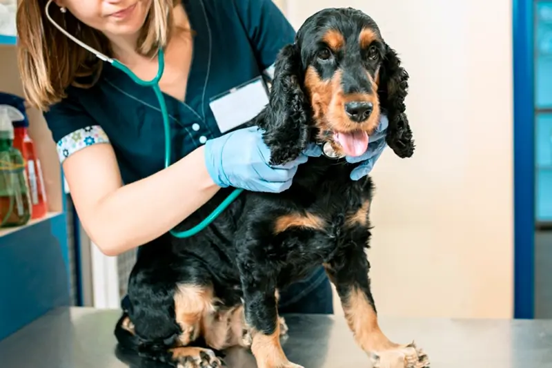 Veterinaria/o Generalista : Marbella image