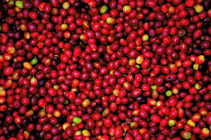 Junior Corporate Development Manager image